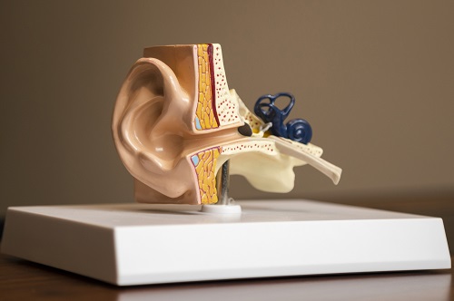 medical anatomy